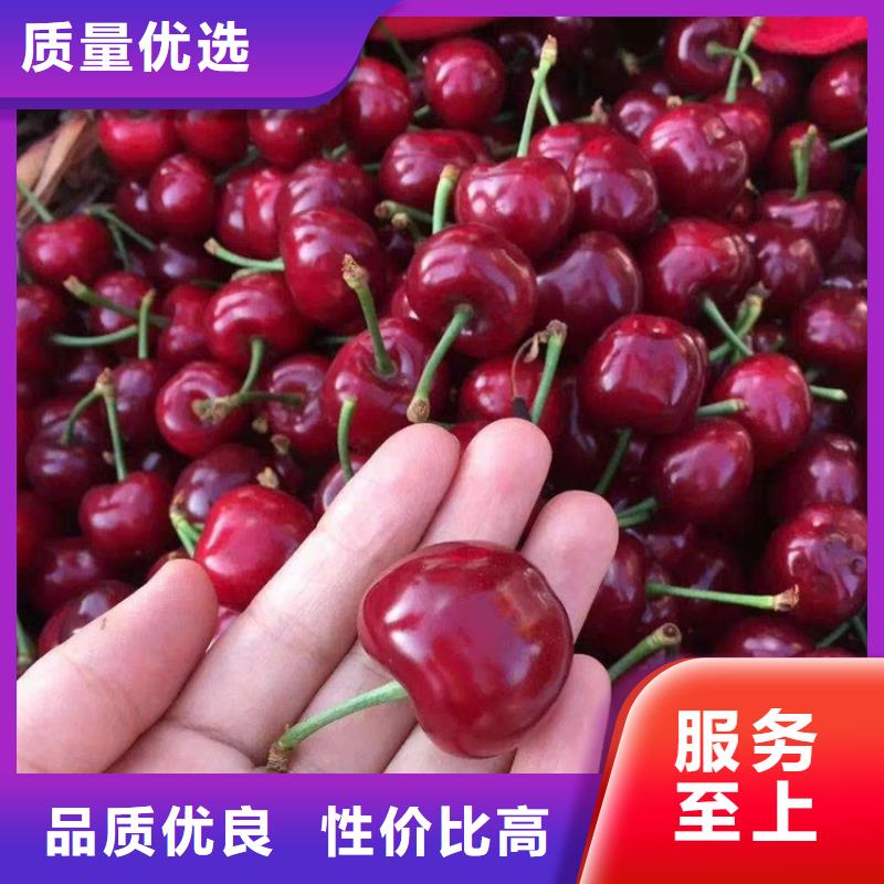 樱桃桃树苗使用方法