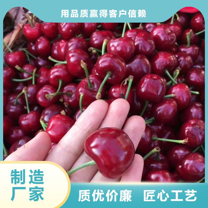 轩园【 樱桃-苹果苗支持拿样】-业务覆盖区域|杨陵|淳化|铜川|延安|商洛|安康-二八商务