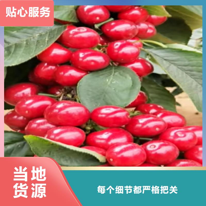 樱桃-樱桃苗拒绝中间商