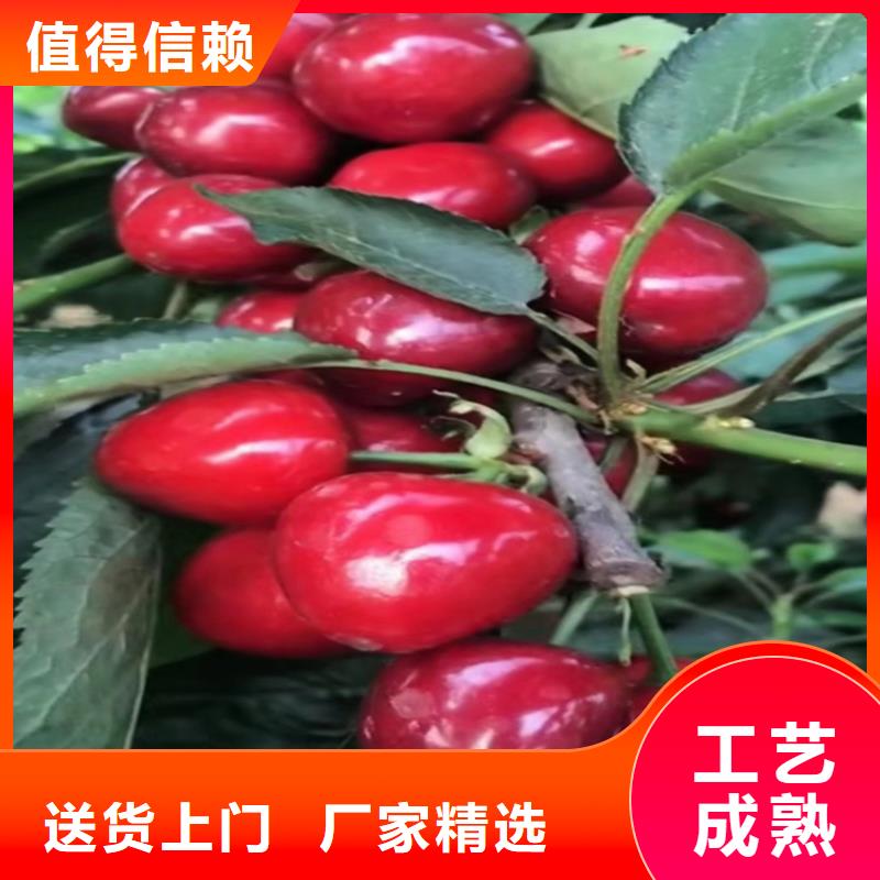 轩园【 樱桃-苹果苗支持拿样】-业务覆盖区域|杨陵|淳化|铜川|延安|商洛|安康-二八商务
