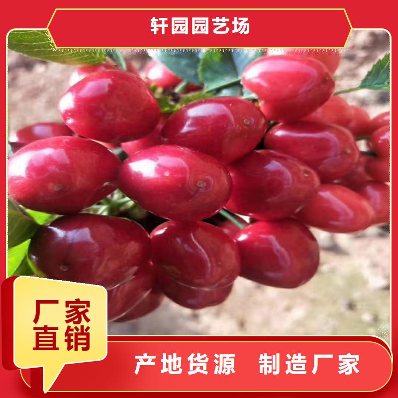 【樱桃】_石榴树极速发货