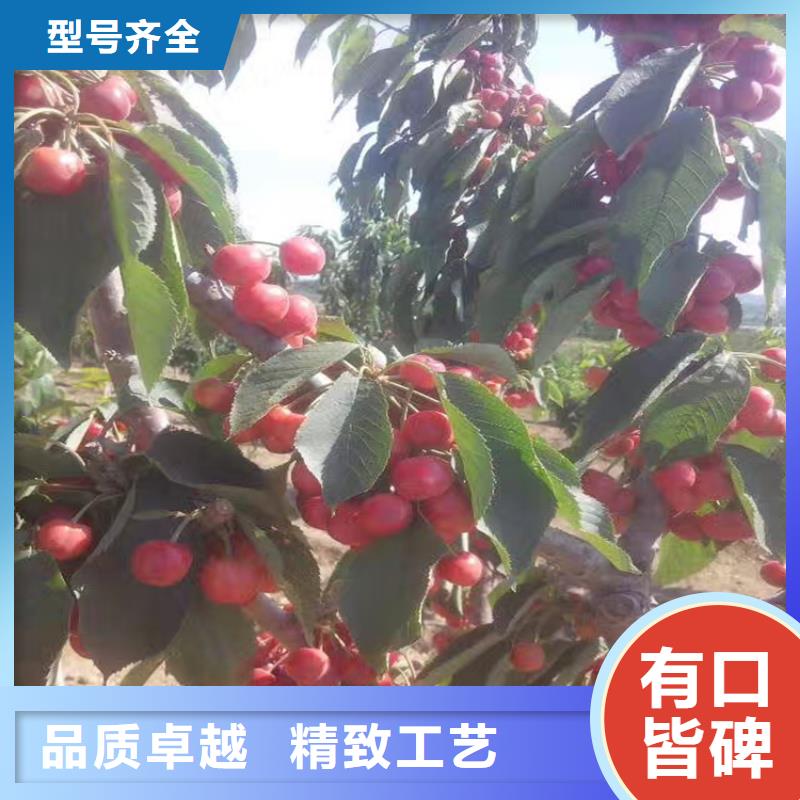 樱桃,樱桃苗优质原料
