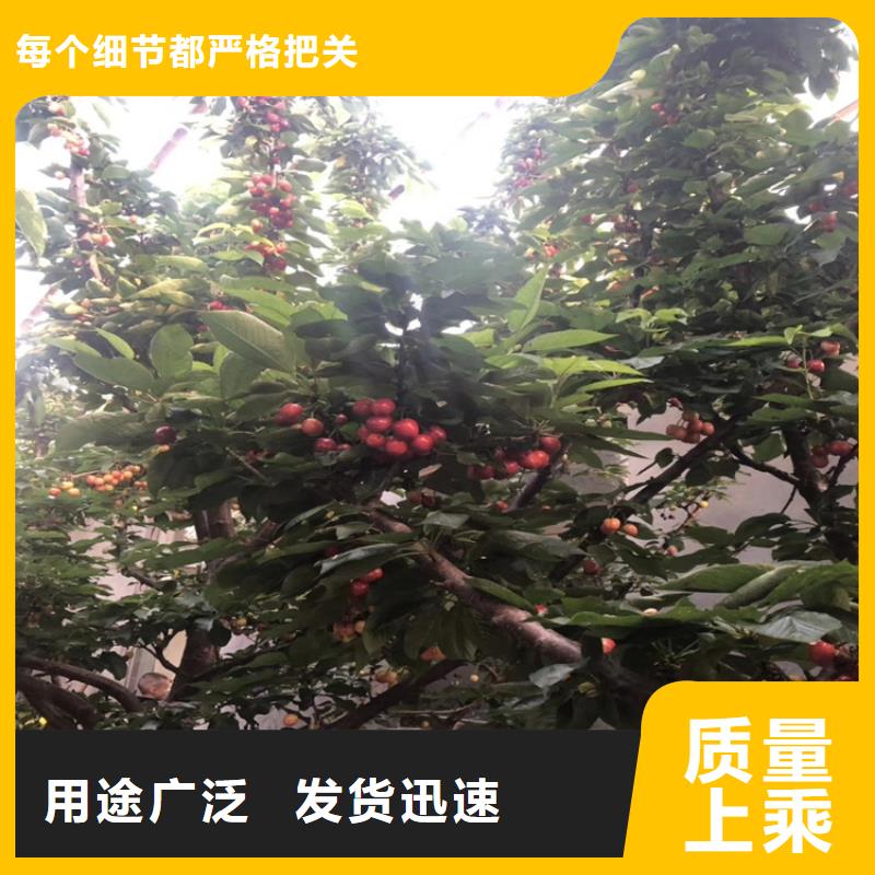 樱桃,樱桃苗优质原料