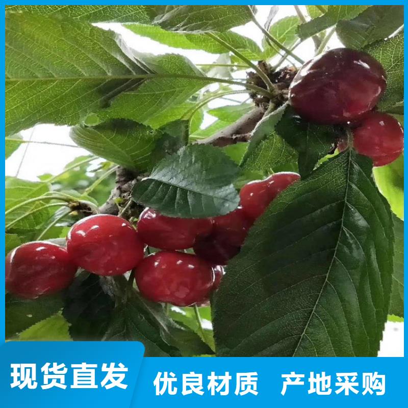 樱桃桃树苗使用方法
