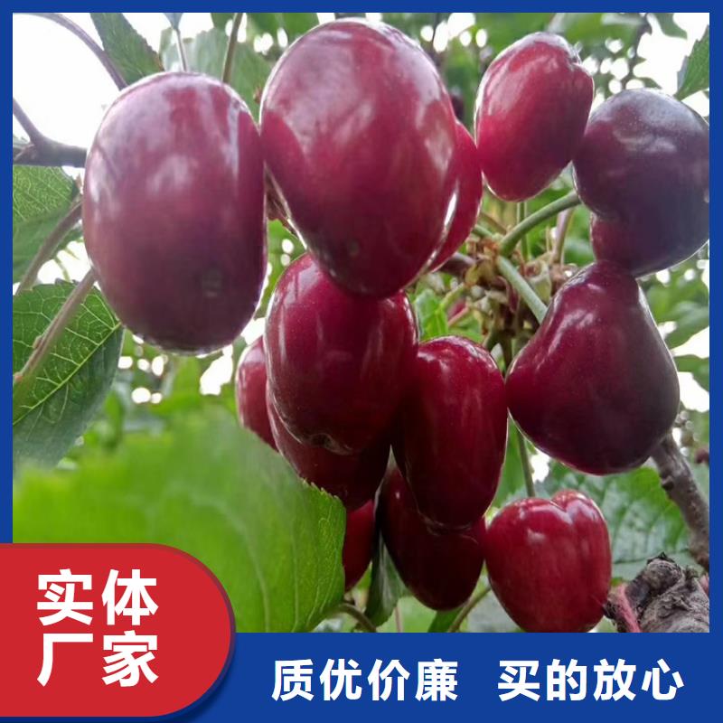 樱桃樱桃苗交货准时
