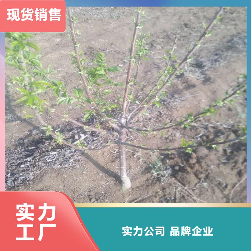 值得信赖【樱桃】-杏树苗拒绝中间商快捷的物流配送