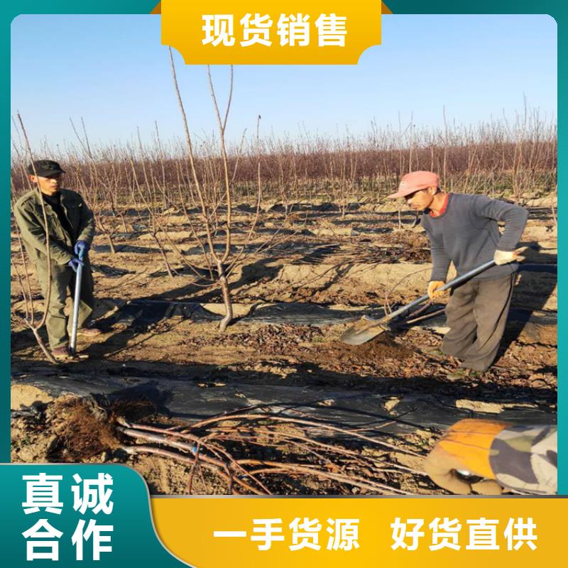 樱桃樱桃苗交货准时