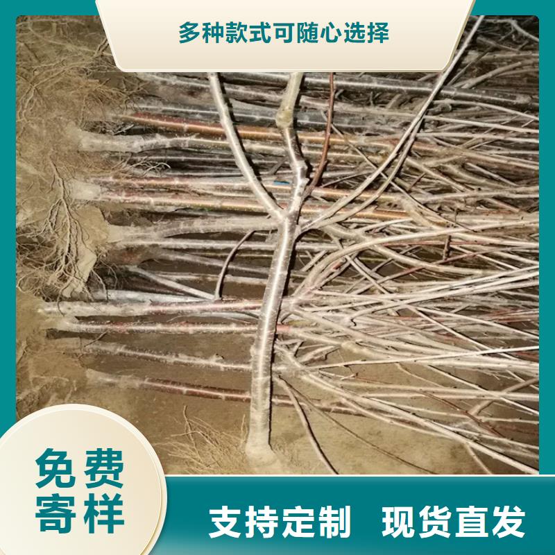 樱桃葡萄苗规格齐全
