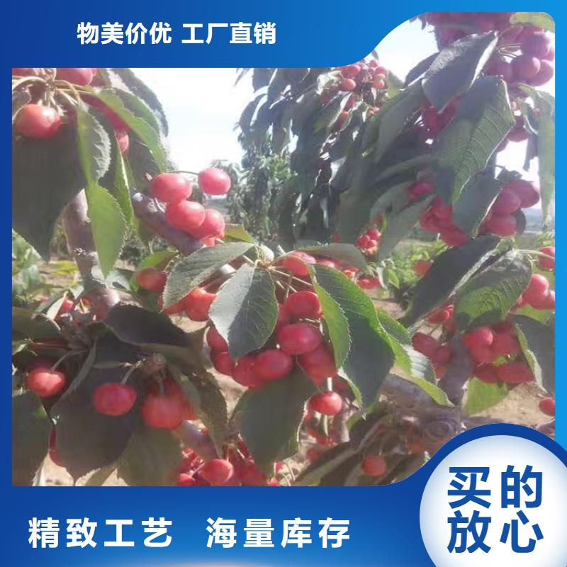 【樱桃】_石榴树极速发货
