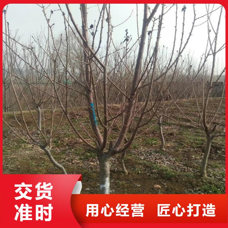 轩园【 樱桃-苹果苗支持拿样】-业务覆盖区域|杨陵|淳化|铜川|延安|商洛|安康-二八商务