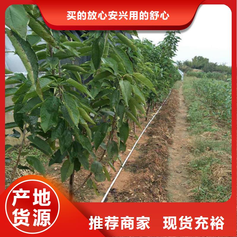 樱桃,杏树苗专业设计