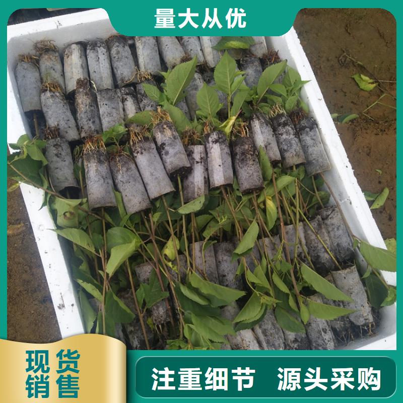 樱桃,杏树苗专业设计