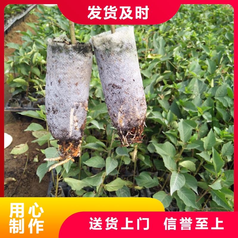 樱桃,杏树苗专业设计