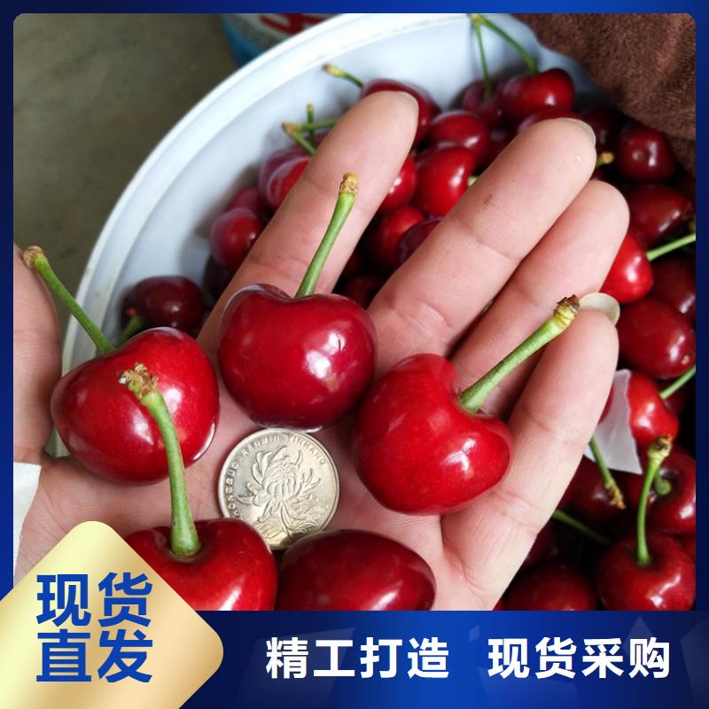 樱桃,杏树苗专业设计