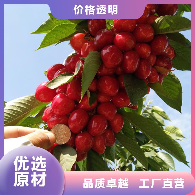 【樱桃】-杏树苗拒绝中间商-轩园园艺场(漯河市分公司)