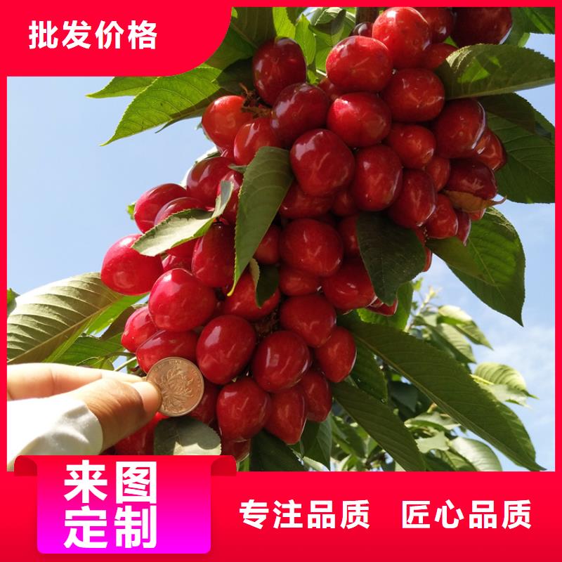 樱桃草莓苗买的放心