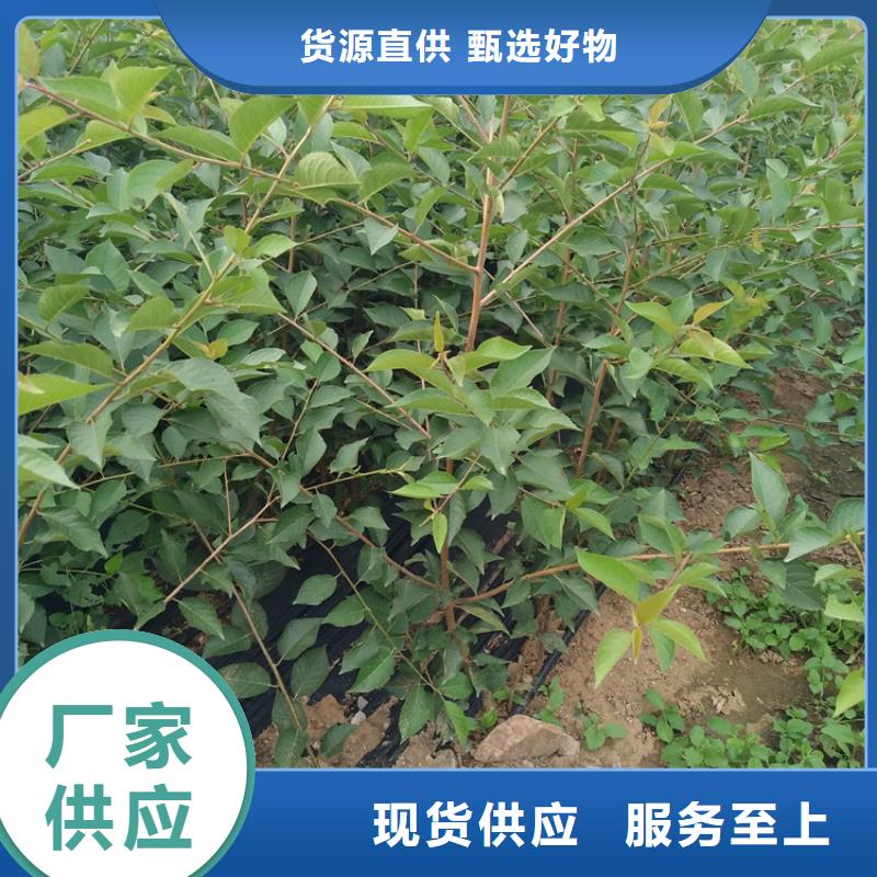 樱桃,樱桃苗优质原料