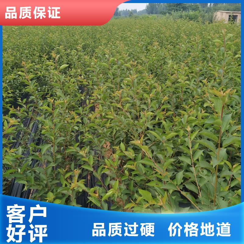 樱桃樱桃苗交货准时