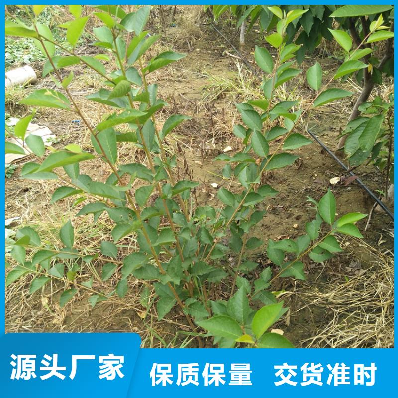 樱桃葡萄苗规格齐全