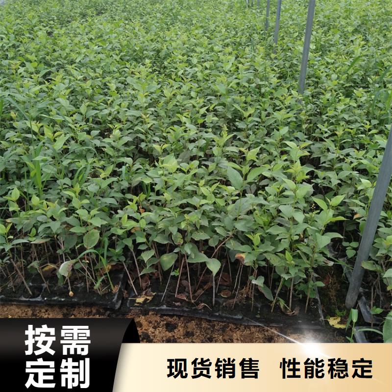 值得信赖【樱桃】-杏树苗拒绝中间商快捷的物流配送