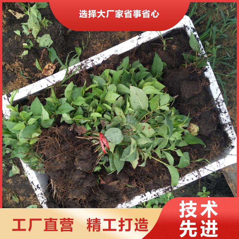 轩园【 樱桃-苹果苗支持拿样】-业务覆盖区域|杨陵|淳化|铜川|延安|商洛|安康-二八商务