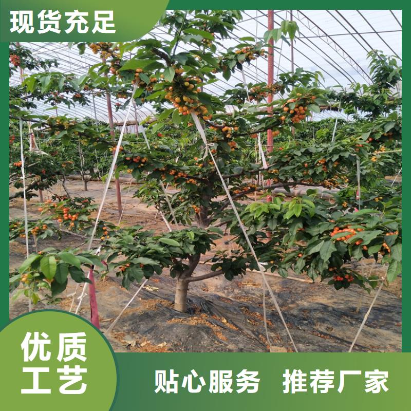 轩园【 樱桃-苹果苗支持拿样】-业务覆盖区域|杨陵|淳化|铜川|延安|商洛|安康-二八商务