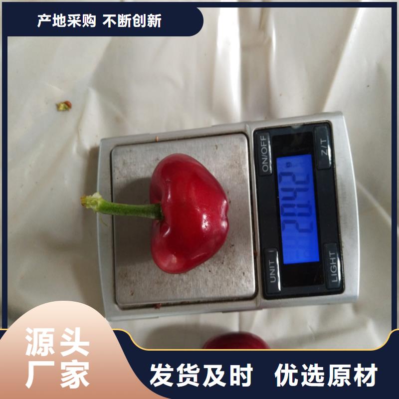 【樱桃】_石榴树极速发货