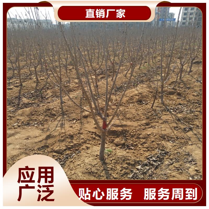 轩园【 樱桃-苹果苗支持拿样】-业务覆盖区域|杨陵|淳化|铜川|延安|商洛|安康-二八商务