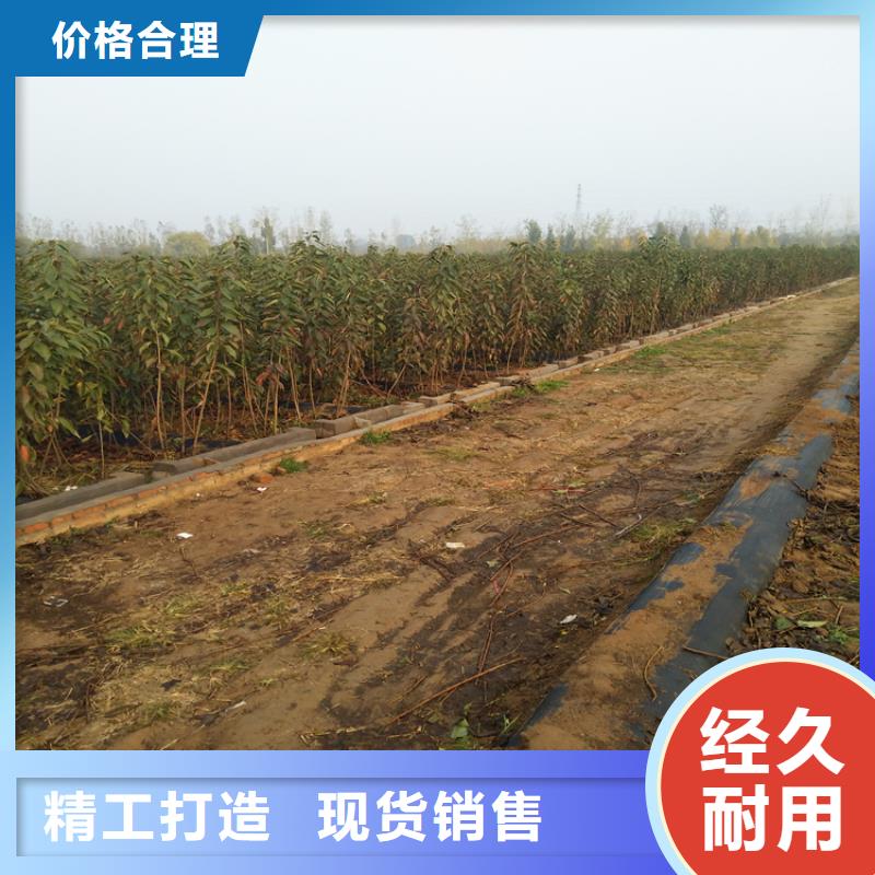 樱桃桃树苗使用方法
