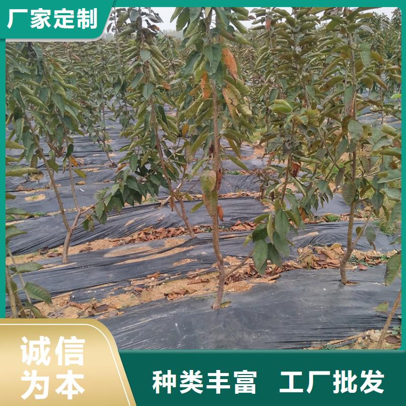 轩园【 樱桃-苹果苗支持拿样】-业务覆盖区域|杨陵|淳化|铜川|延安|商洛|安康-二八商务