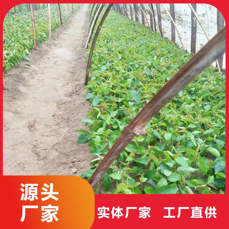 樱桃桃树苗使用方法