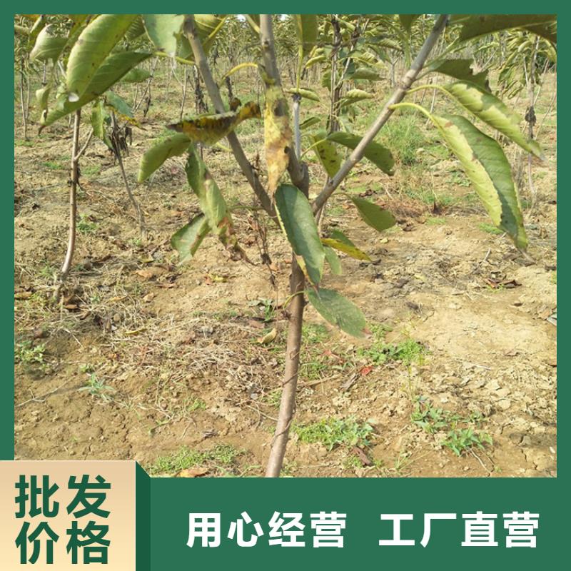 值得信赖【樱桃】-杏树苗拒绝中间商快捷的物流配送