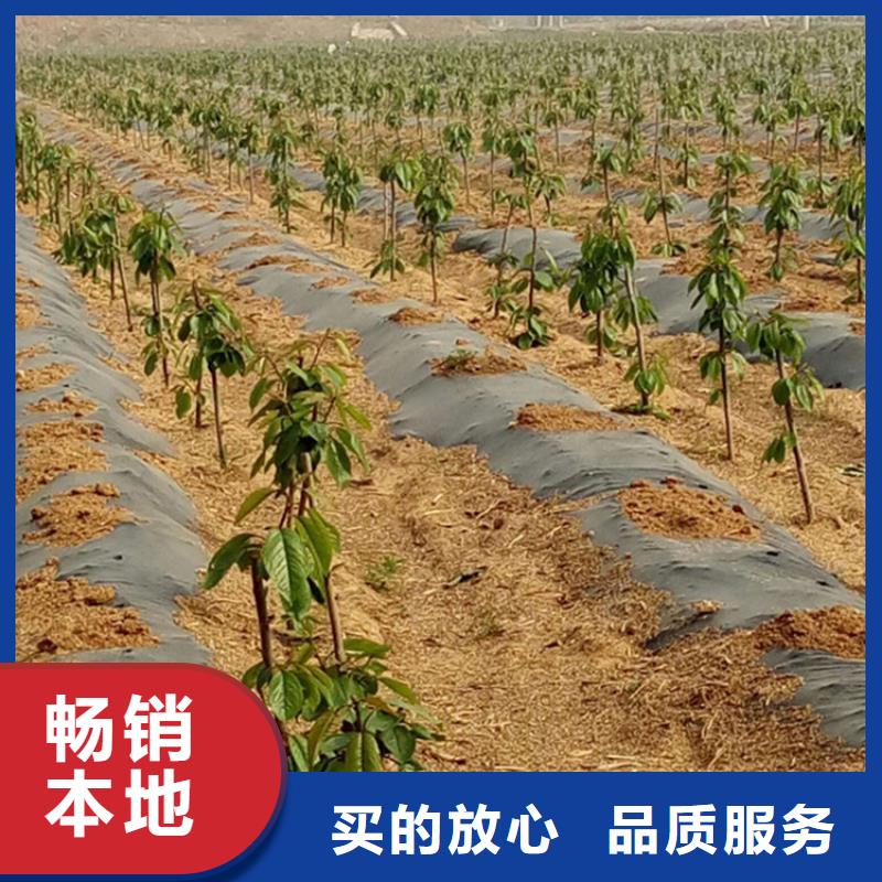 樱桃,杏树苗专业设计