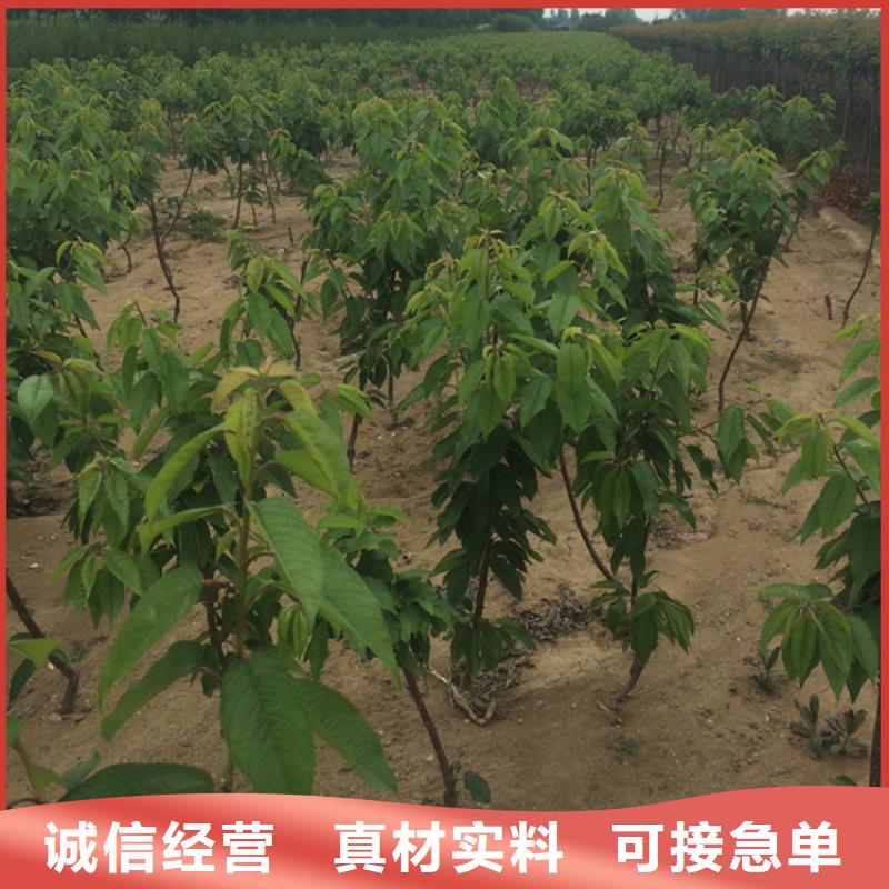 【樱桃】_石榴树极速发货