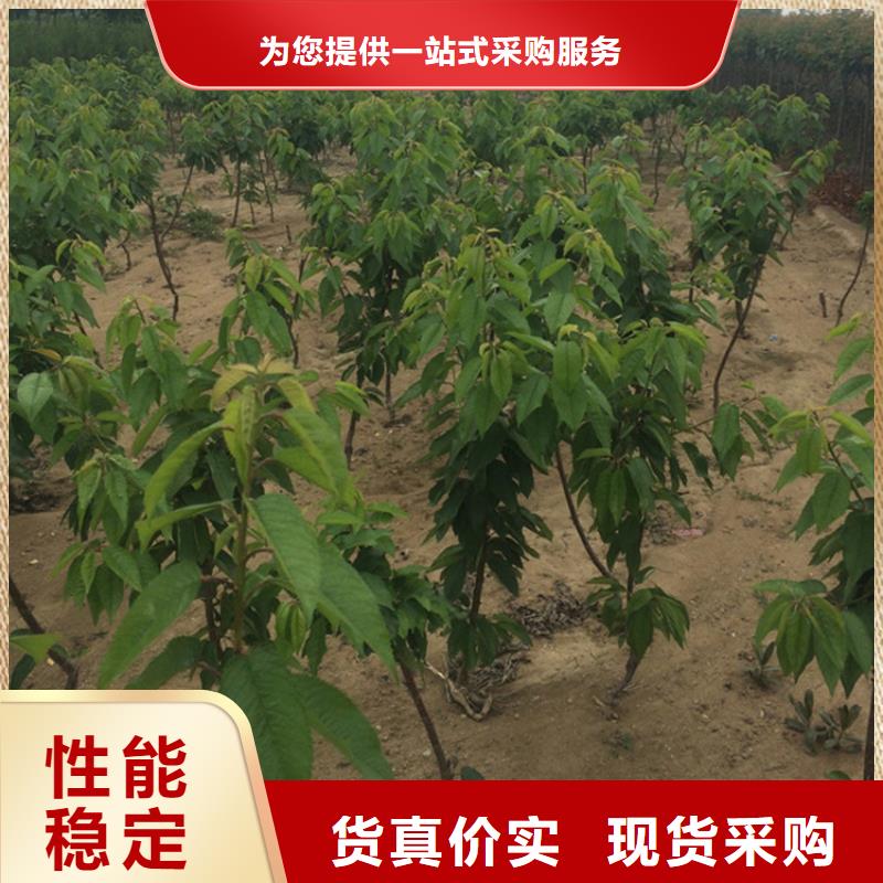 轩园【 樱桃-苹果苗支持拿样】-业务覆盖区域|杨陵|淳化|铜川|延安|商洛|安康-二八商务