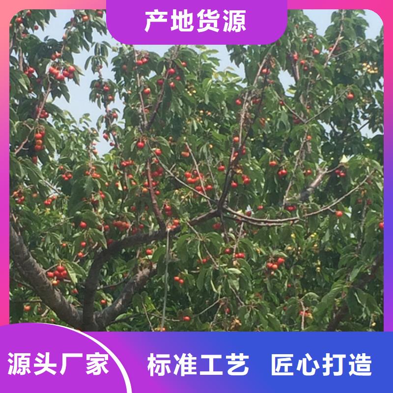 值得信赖【樱桃】-杏树苗拒绝中间商快捷的物流配送