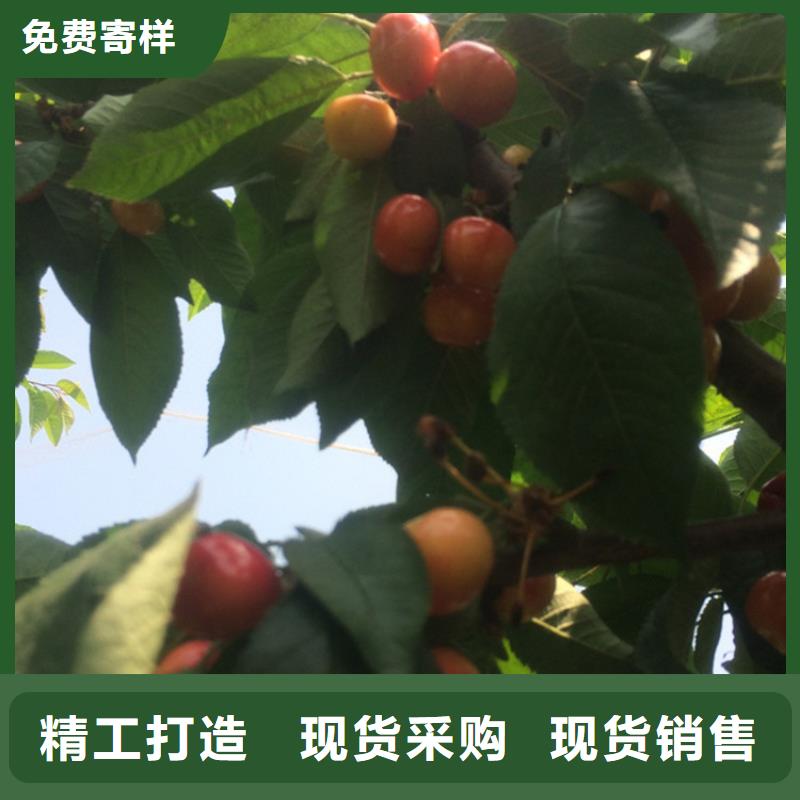 樱桃,杏树苗专业设计