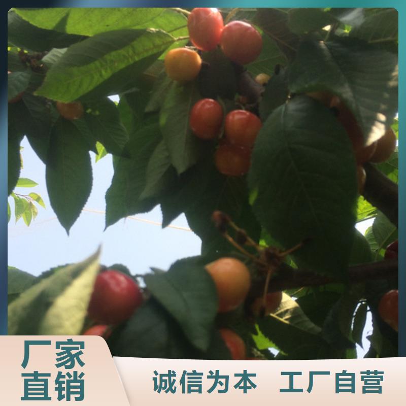 【樱桃】_石榴树极速发货