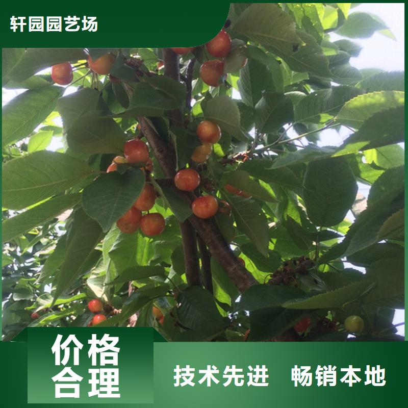 樱桃,樱桃苗优质原料