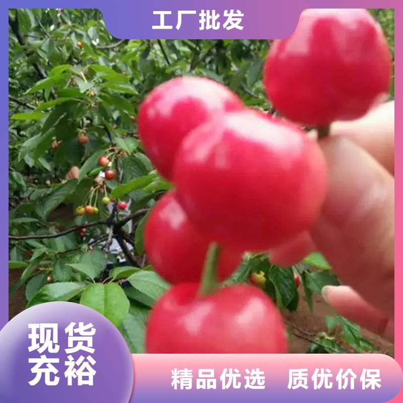 樱桃,杏树苗专业设计