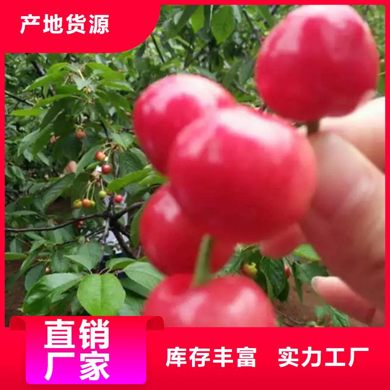 樱桃-樱桃苗拒绝中间商