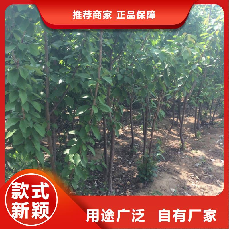 樱桃桃树苗使用方法