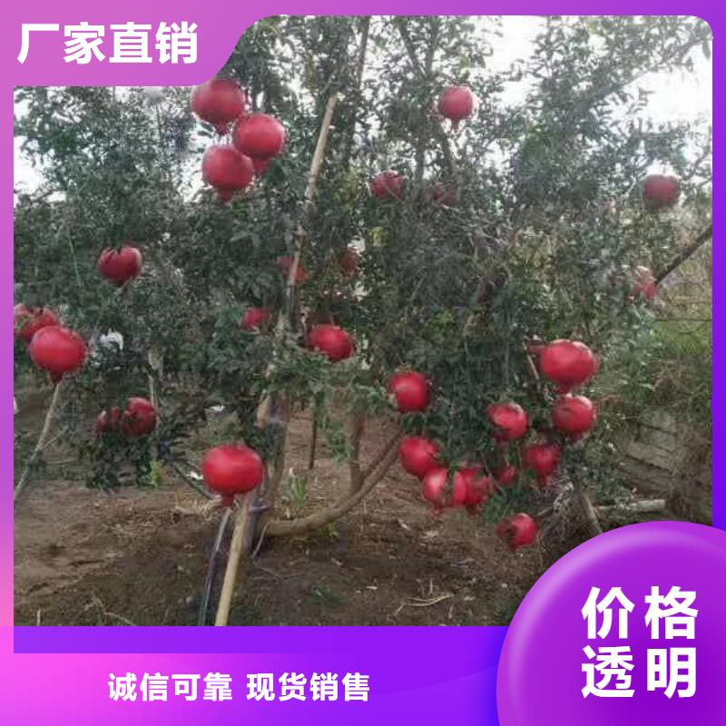 石榴【桃树苗】拥有多家成功案例