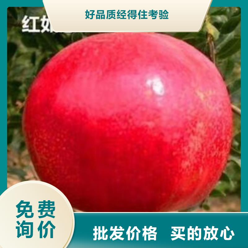 【 石榴苹果苗交货准时】 轩园园艺场(乌海市分公司)