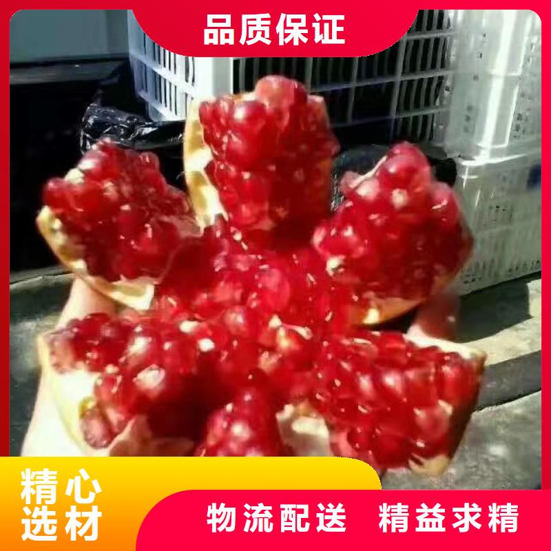 石榴李子苗精品优选