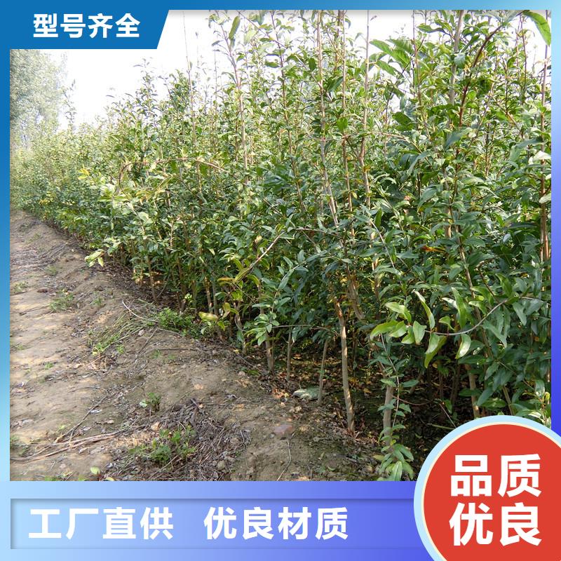 石榴樱桃苗原厂制造