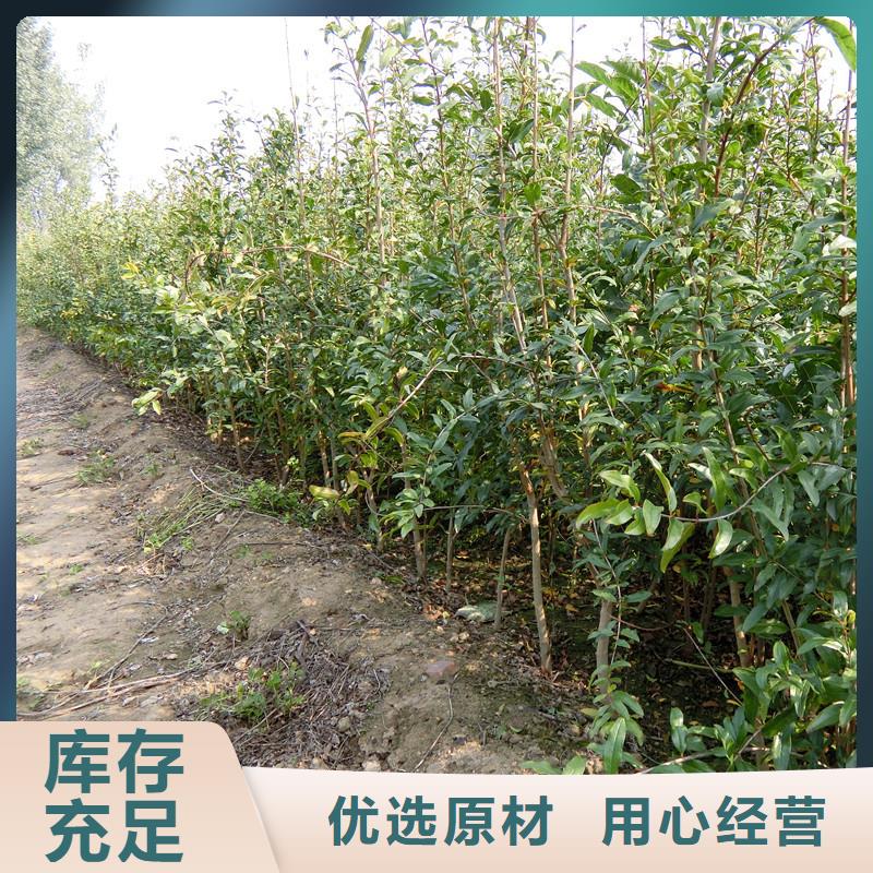 石榴-桃树苗现货批发