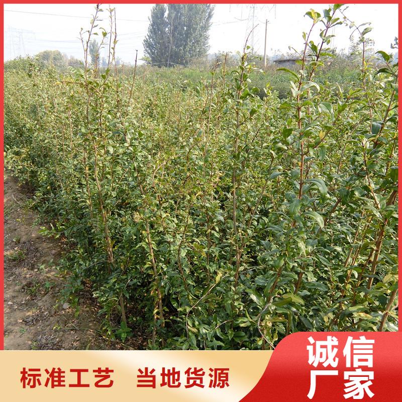 【 石榴苹果苗交货准时】 轩园园艺场(乌海市分公司)
