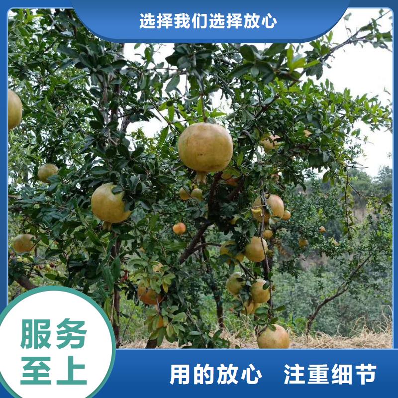 石榴,【梨树苗】实力公司-市场覆盖|蒲江|武侯|广元|宜宾|甘孜|攀枝花|凉山|泸州-二八商务
