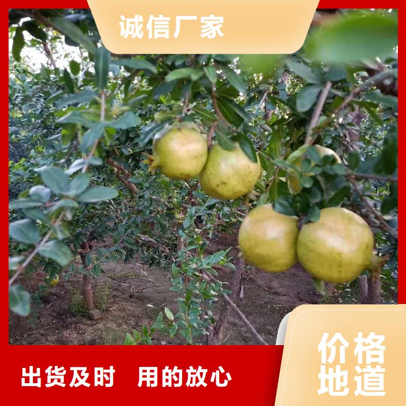 石榴樱桃苗实拍品质保障